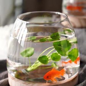 Clear Glass Fish Bowl Vase – Hydroponic Terrarium with Wood Base (1L)
